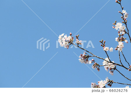 青空に桜 青空に桜 66026276