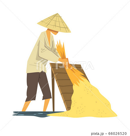 Asian Farmer in Straw Conical Hat Harvesting Rice Cartoon Style Vector Illustration on White Background Asian Farmer in Straw Conical Hat Harvesting Rice Cartoon Style Vector Illustration on White Background 66026520