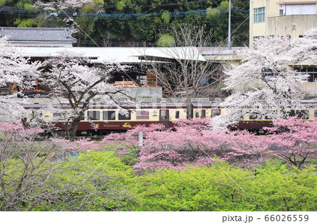 わたらせ渓谷鐵道「新緑の緑・桜のピンク色・白色」３色の中を 66026559