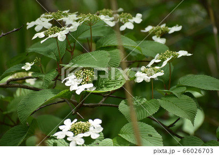 ケナシヤブデマリ 66026703