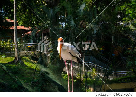 Portrait of milk stork on a fence Portrait of milk stork on a fence 66027076