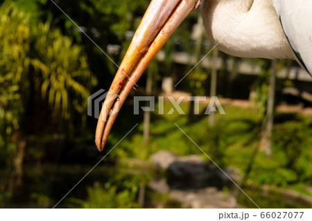 Portrait of milk stork on a fence 66027077
