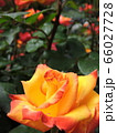 バラ 66027728