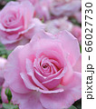 バラ 66027730