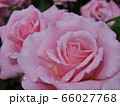バラ 66027768