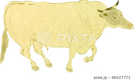 牛 66027772