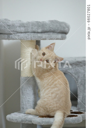 短足マンチカン(5) 短足マンチカン(5) 66027801