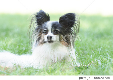 微笑むパピヨン 微笑むパピヨン 66028786