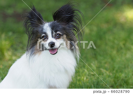 微笑むパピヨン 66028790