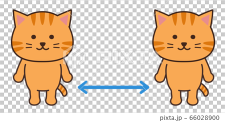 社交距離的貓 66028900