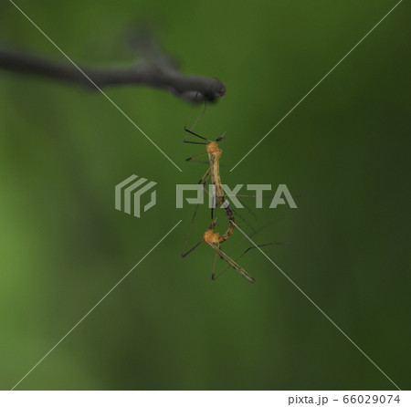 Crane flies, Tipulidae, mating on a tree branch in front of a green background Crane flies, Tipulidae, mating on a tree branch in front of a green background 66029074