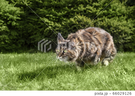 Big Maine Coon cat is hunting. Big Maine Coon cat is hunting. 66029126