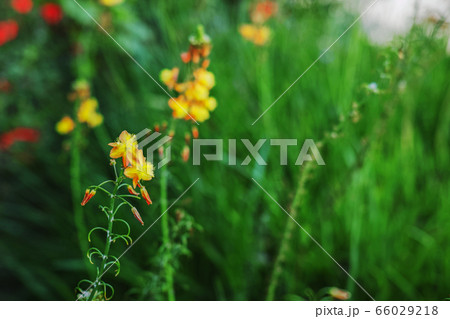 緑の草地背景のオレンジ色に黄色が目立つハナアロエと思われる花の写真素材