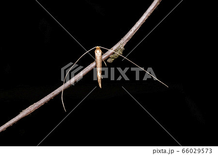 Longhorn moth sitting on a tree branch in front of black background Longhorn moth sitting on a tree branch in front of black background 66029573