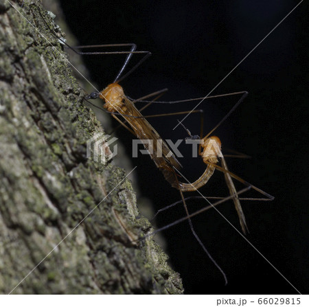 Crane flies, Tipulidae, mating on a tree trunk in front of black background Crane flies, Tipulidae, mating on a tree trunk in front of black background 66029815
