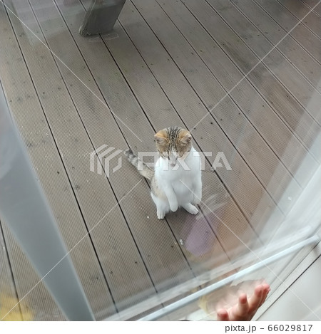 猫 ペット 生物 66029817