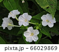 オシロイバナ 66029869