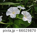 オシロイバナ 66029870