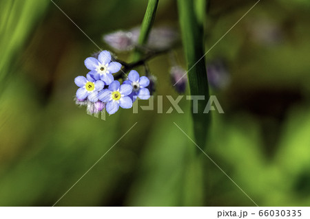 Myosotis sylvatica, known as wood or woodland forget-me-not Myosotis sylvatica, known as wood or woodland forget-me-not 66030335