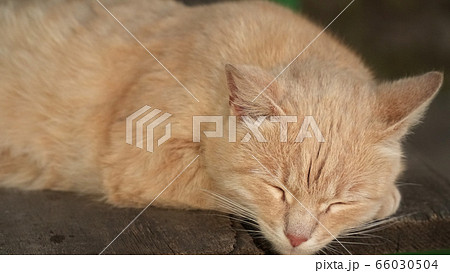 Close-up of a cat. Cat is sleeping 66030504