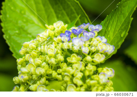 あじさい 66030671