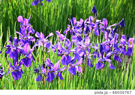 群生する花菖蒲(緑背景) 朝陽に輝く花菖蒲(緑背景) 紫の花菖蒲 群生する花菖蒲(緑背景) 朝陽に輝く花菖蒲(緑背景) 紫の花菖蒲 66030767