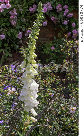 Digitalis purpurea known as common foxglove, purple foxglove or lady's glove 66030774