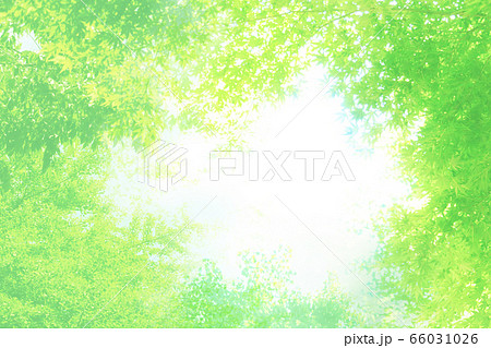 白と緑のキラキラ木もれ日イメージ夏背景のイラスト素材