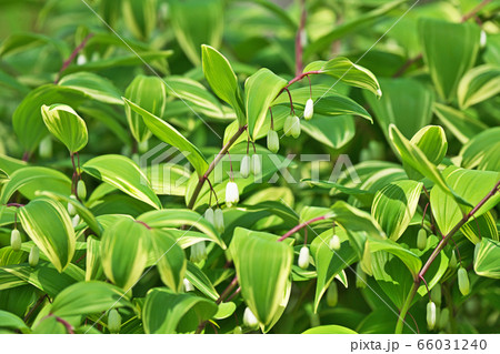 白いアマドコロの花の写真素材 白いアマドコロの花の写真素材