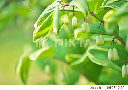 白いアマドコロの花 66031245