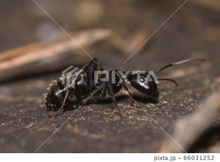 Big black ant crawling on the ground 66031252