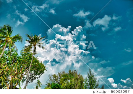 Giant stunning coconut palm tree with coconuts on it under the beautiful bright blue sky with cirrus clouds 66032097