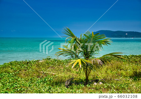 Small palm tree under the blue sky on the shores of the sandy beautiful exotic and stunning Cenang beach in Langkawi island, in Malaysia 66032108