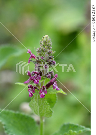 Hedge woundwort 66032237