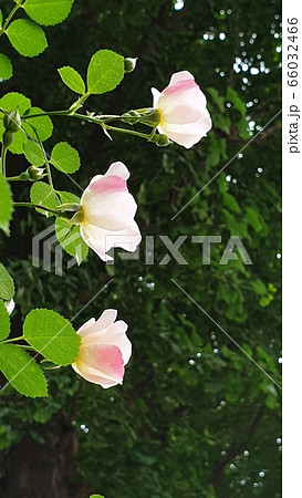 花びら 花 葉 66032466