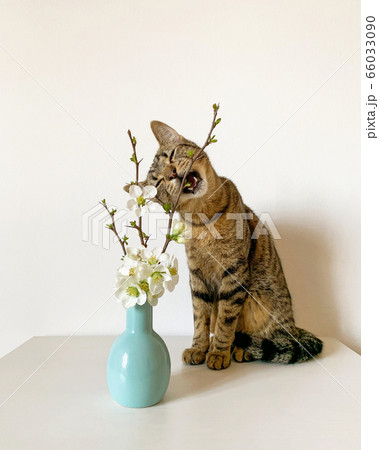 Young European Shorthair cat smelling fresh white flowers. Young European Shorthair cat smelling fresh white flowers. 66033090
