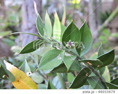 ナギイカダの小さい花 66033679