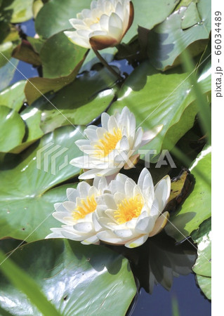 ハスの花 ハスの花 66034489