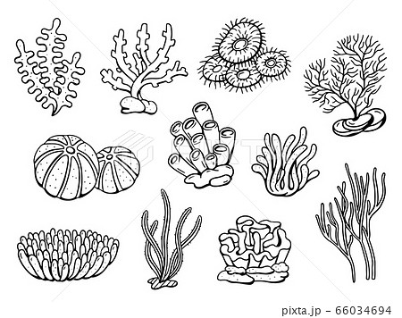 Coral drawing doodle set. Vector illustration 66034694