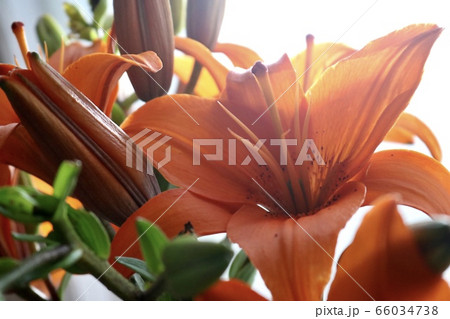 ユリの花 66034738