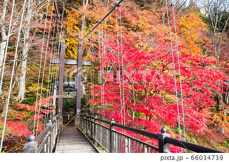 紅の吊橋と紅葉風景 塩原渓谷の秋 （栃木県那須塩原市） 2019年11月撮影 66034739