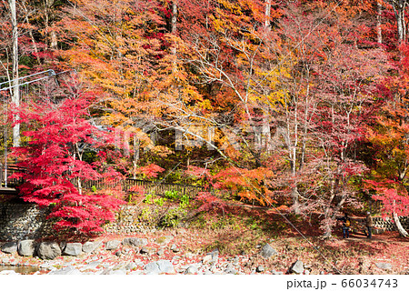 塩原渓谷の紅葉風景 秋 （栃木県那須塩原市） 2019年11月撮影 66034743