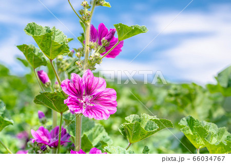 コモンマロウ 66034767