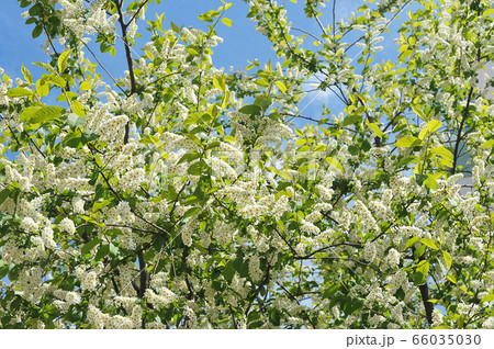 spring bird cherry  bushes is blooming 66035030