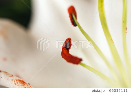 Stamens of white lily close-up Stamens of white lily close-up 66035111