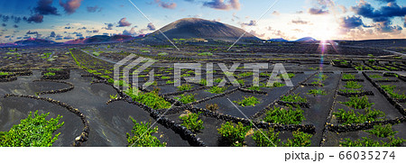 La Geria vineyard on black volcanic soil. 66035274