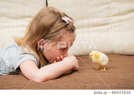 little girl looks at the chicken 66035930
