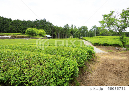 茶畑（初夏） 66036751