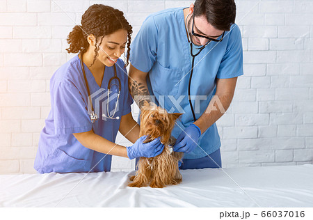 Veterinary specialists helping little patient at animal clinic 66037016