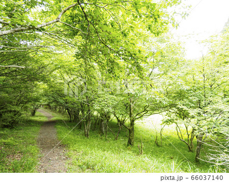 小田貫湿原(初夏) 小田貫湿原(初夏) 66037140